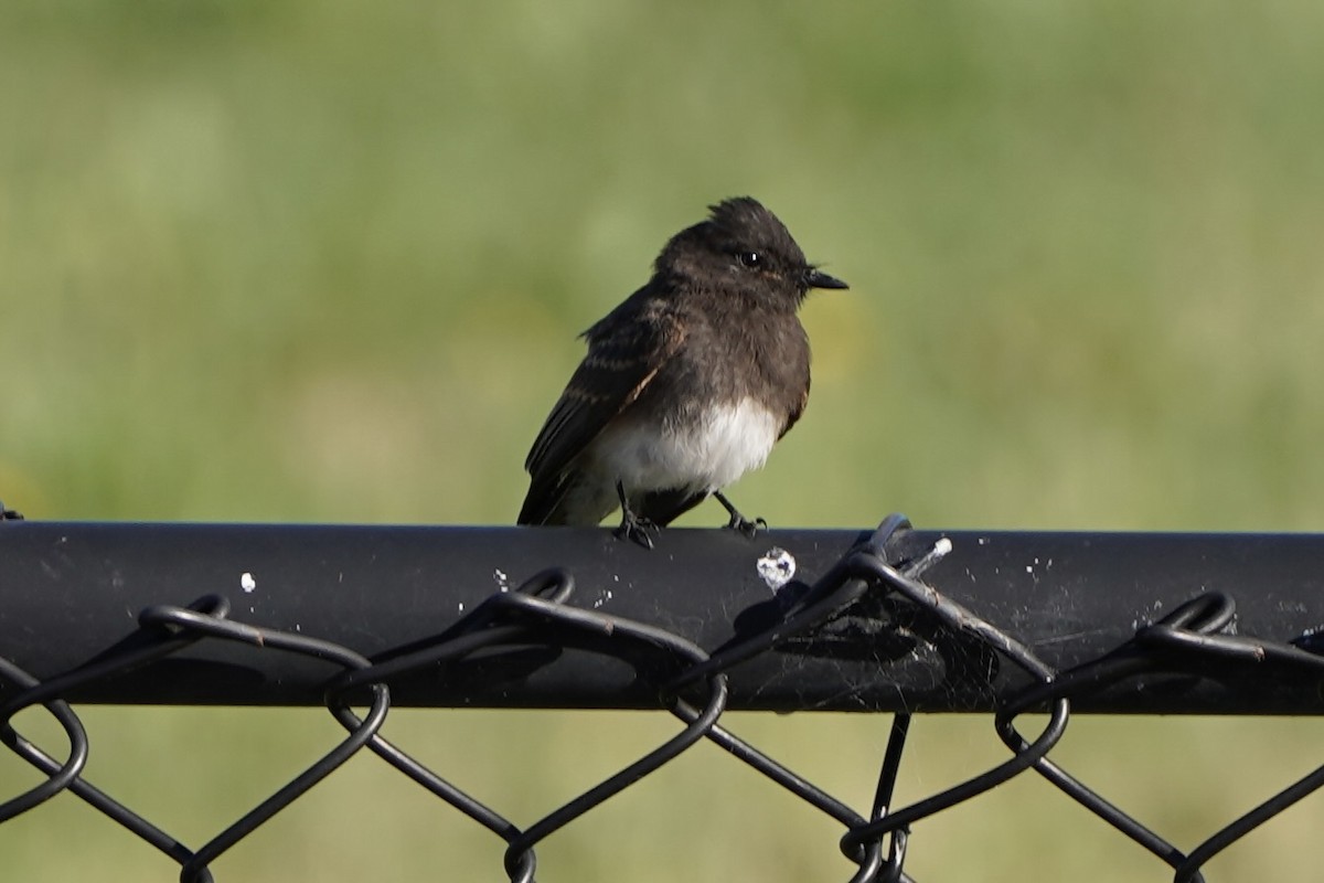 Black Phoebe - ML659561124
