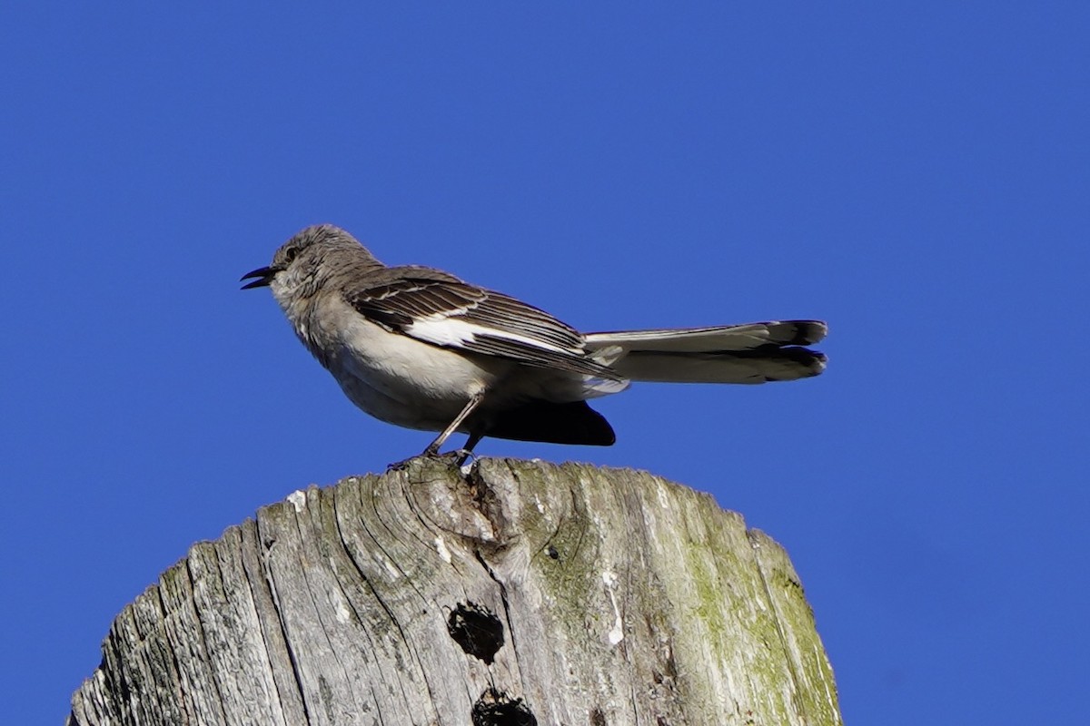 Northern Mockingbird - ML659561145