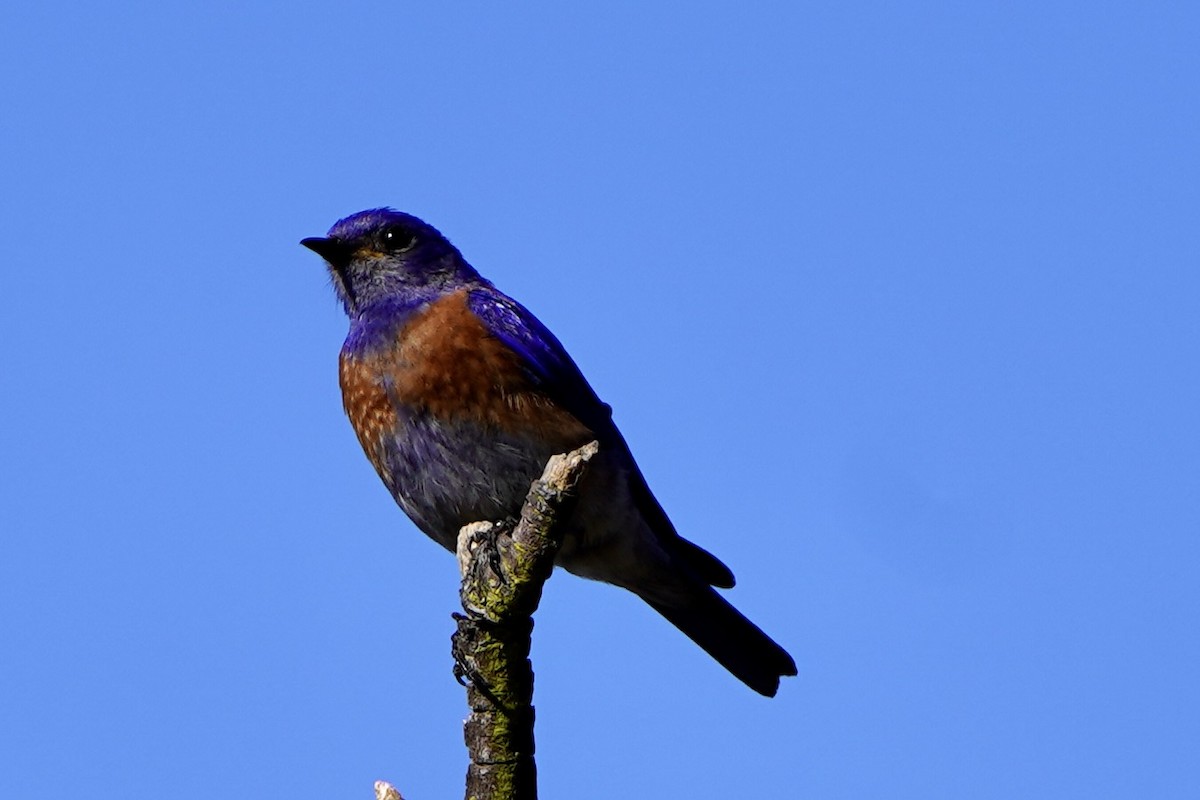 Western Bluebird - ML659561157
