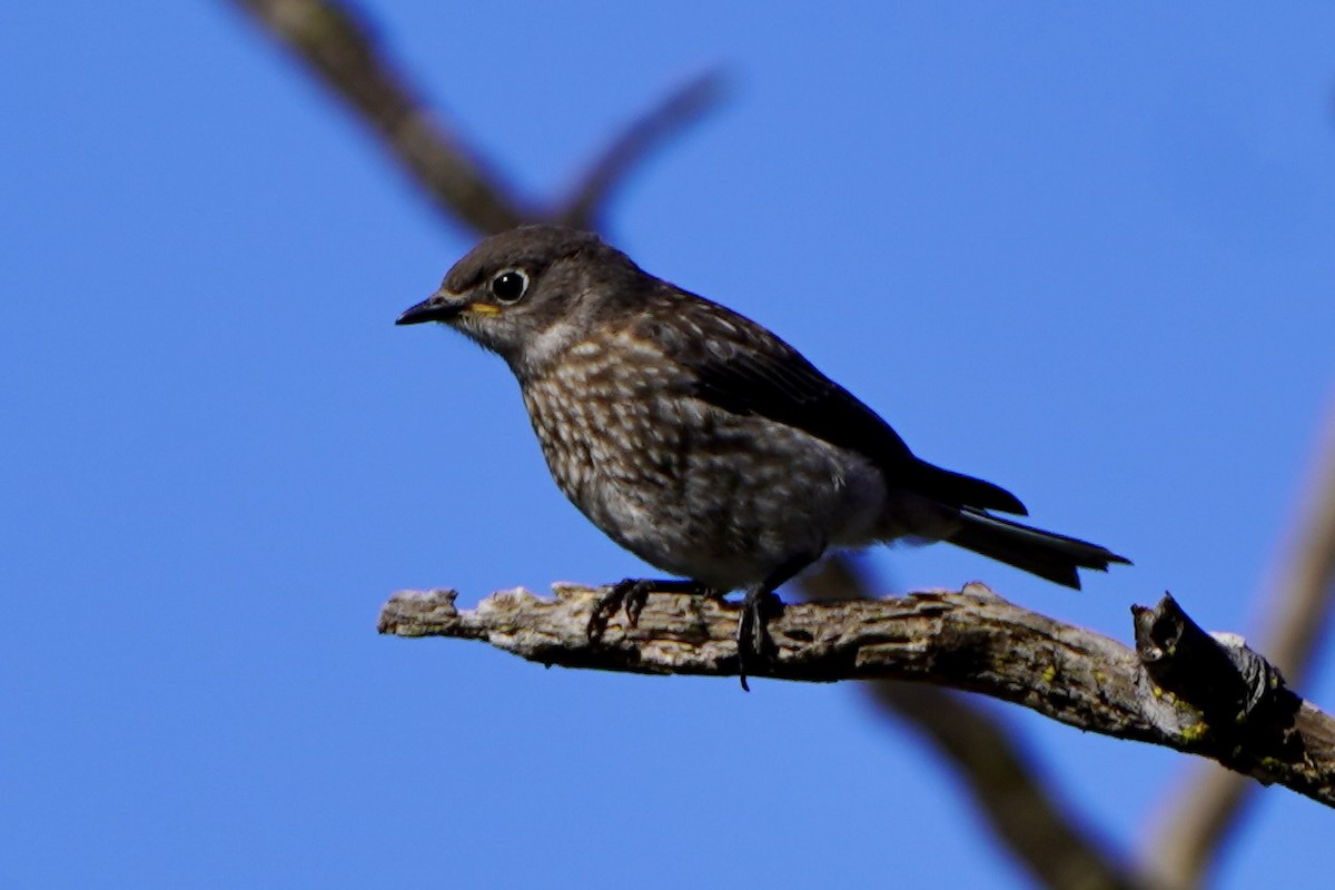 Western Bluebird - ML659561162