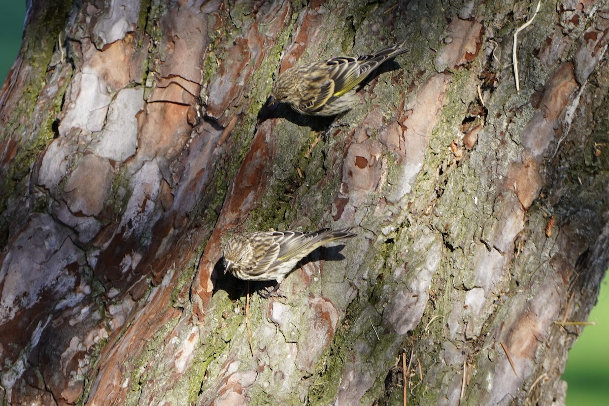 Pine Siskin - ML659561168