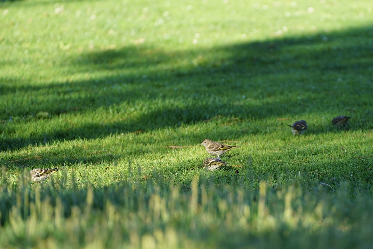 Pine Siskin - ML659561182
