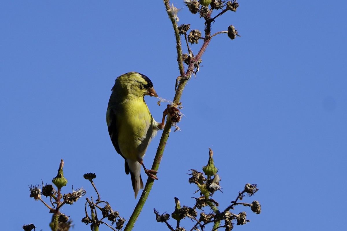 American Goldfinch - ML659561188