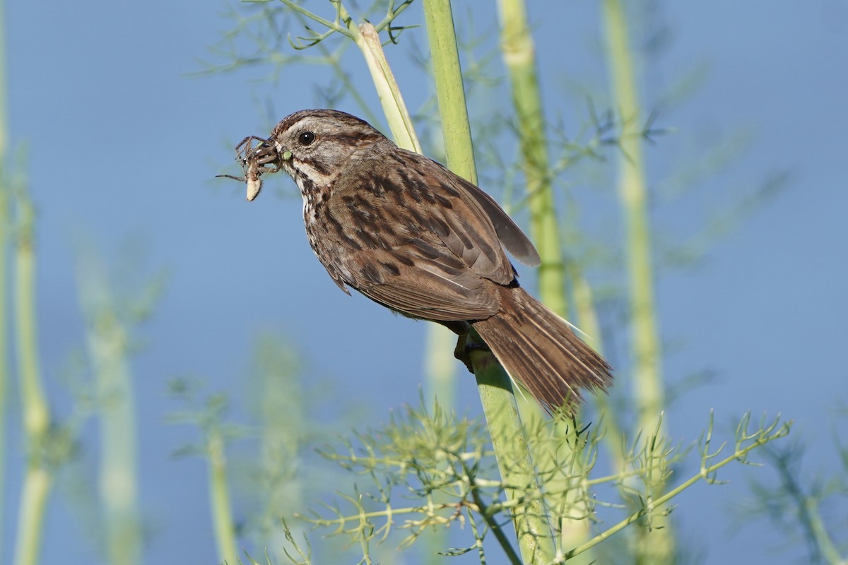 Song Sparrow - ML659561202