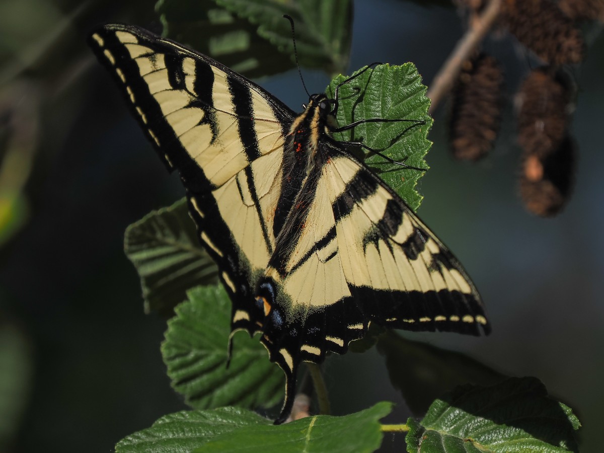 Western Tiger Swallowtail - ML659561267