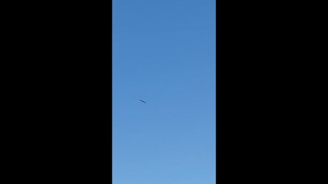 Орел степовий - ML659561371