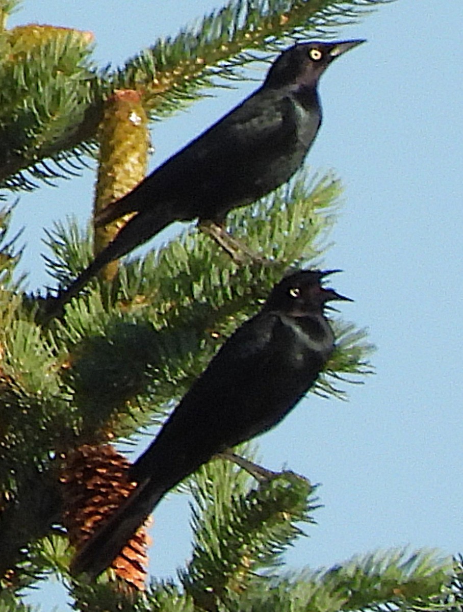 Brewer's Blackbird - ML659561562