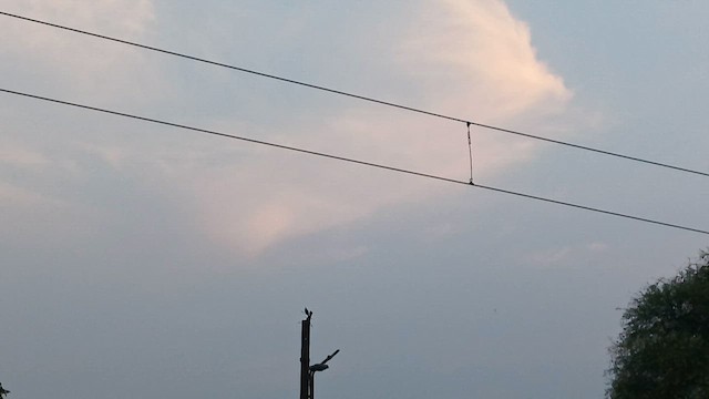 Бюльбюль червоногузий - ML659561754