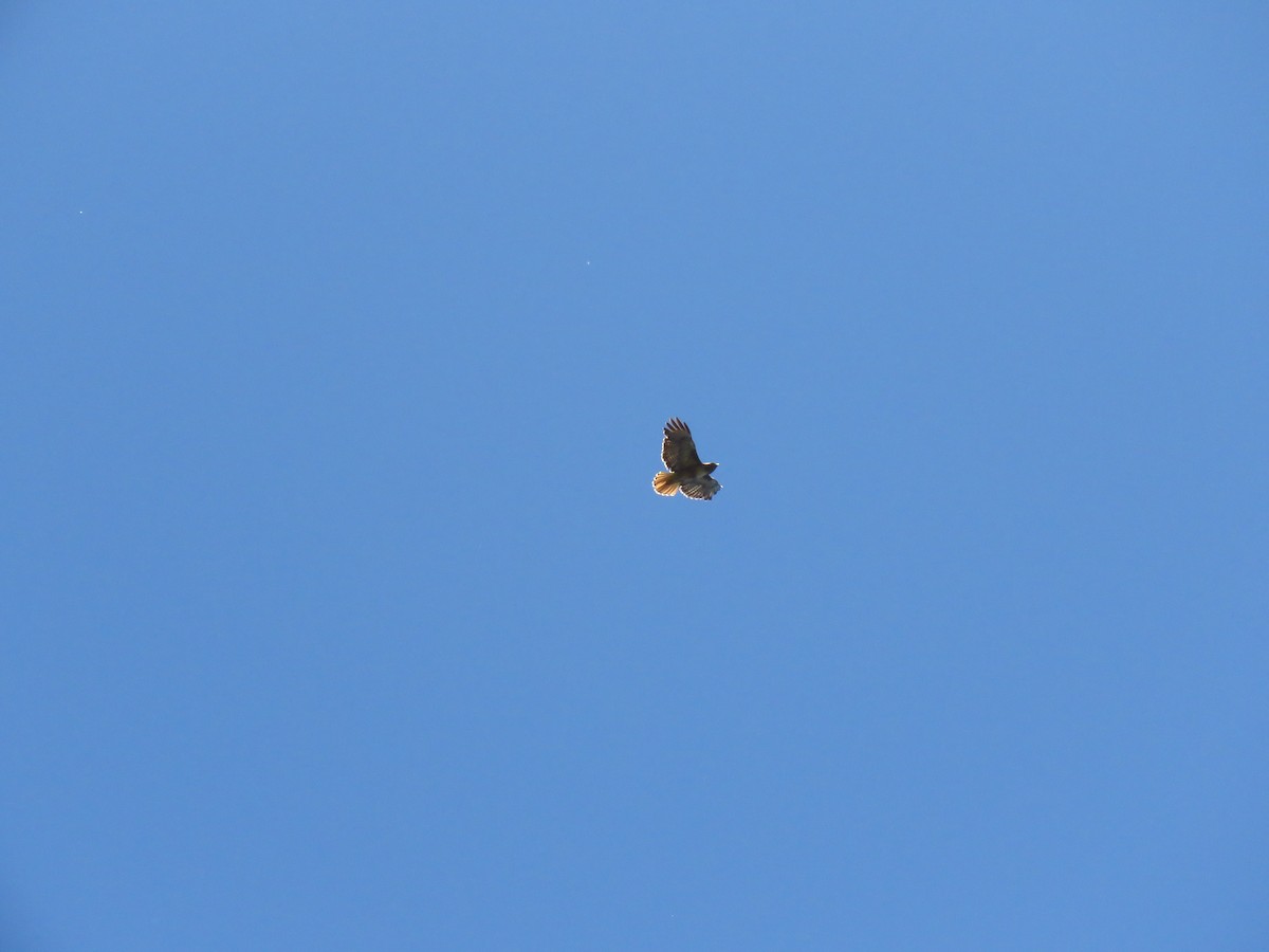 Red-tailed Hawk - ML659561855