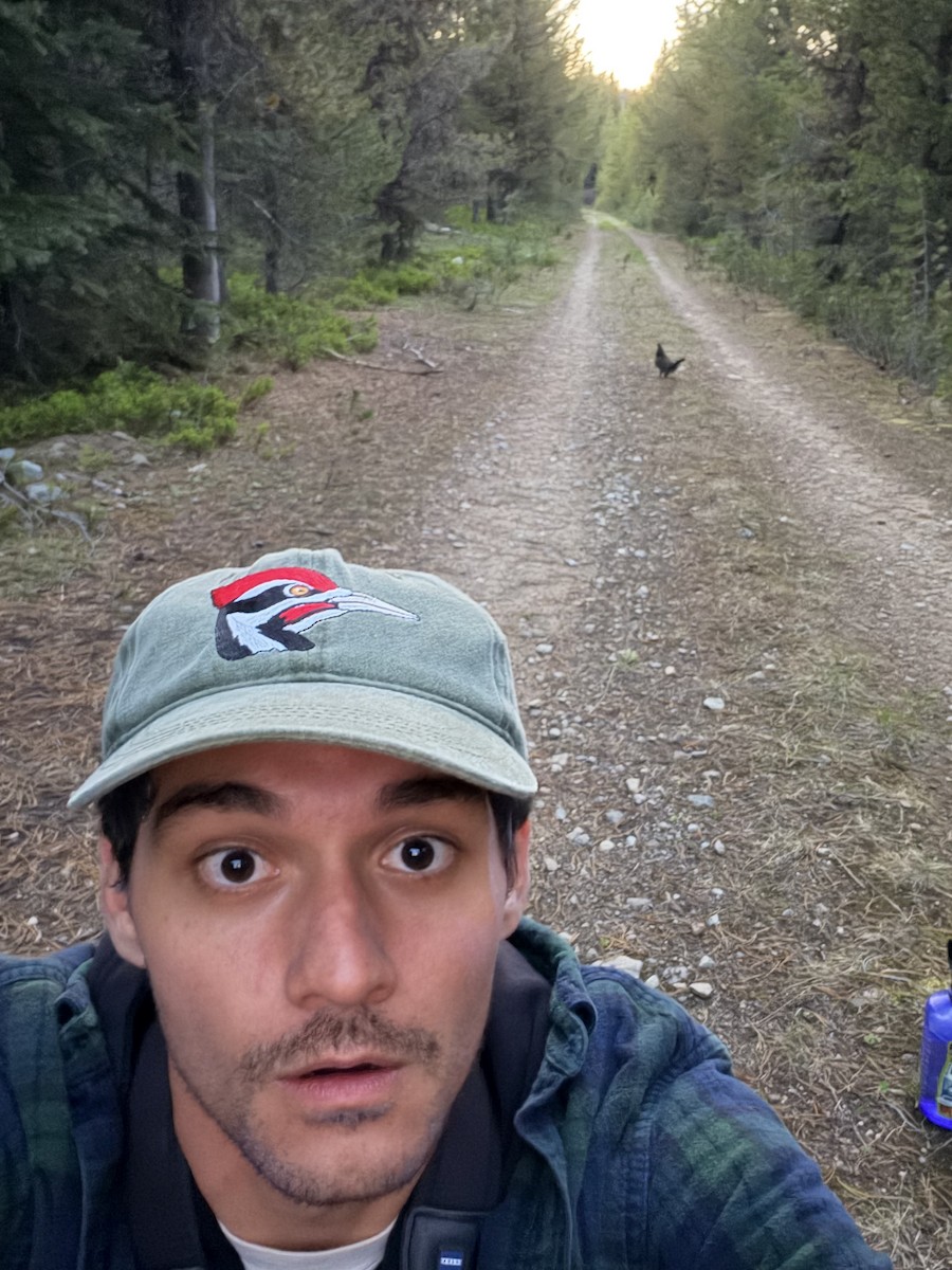 Spruce Grouse (Franklin's) - ML659561867