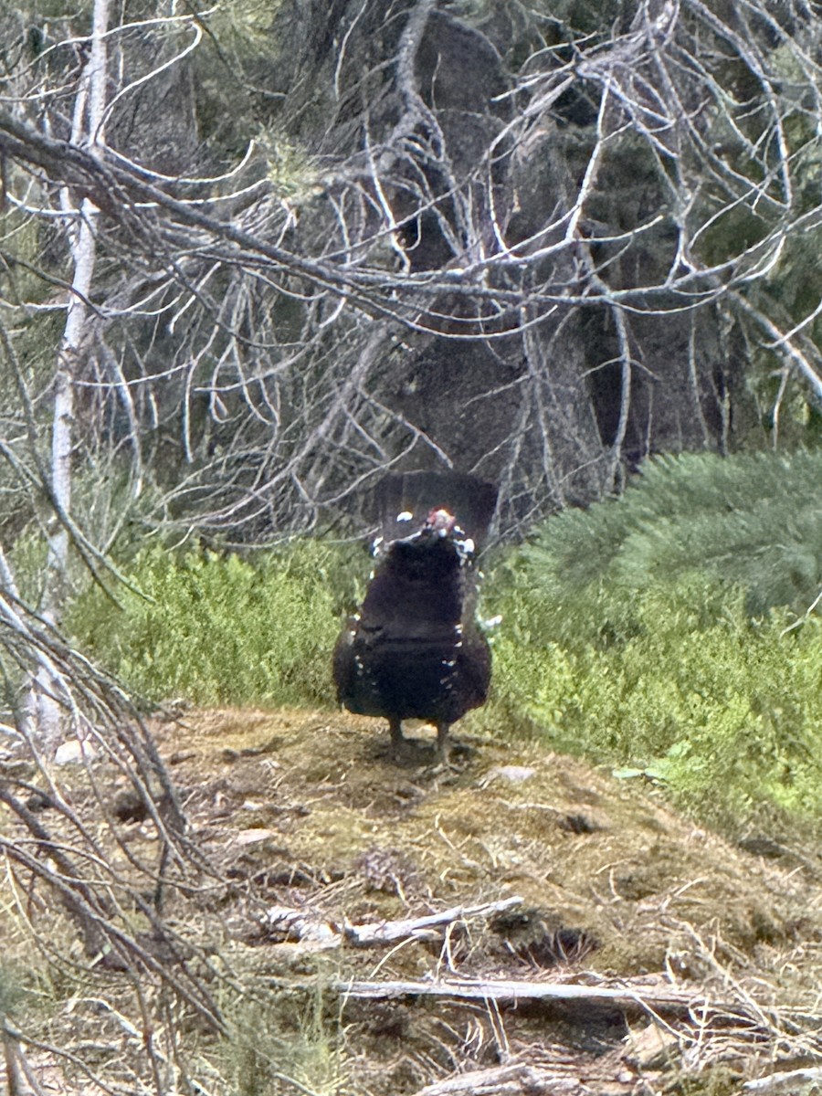 Spruce Grouse (Franklin's) - ML659561869