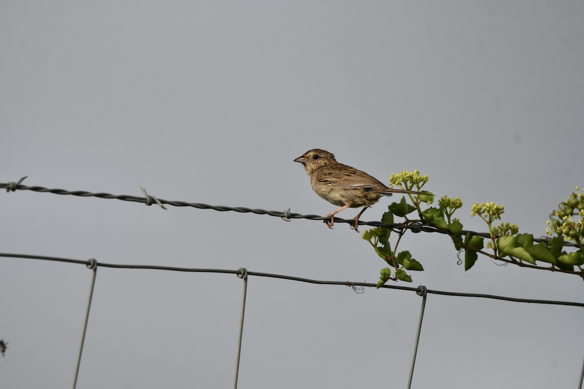 Cassin's Sparrow - ML659561870