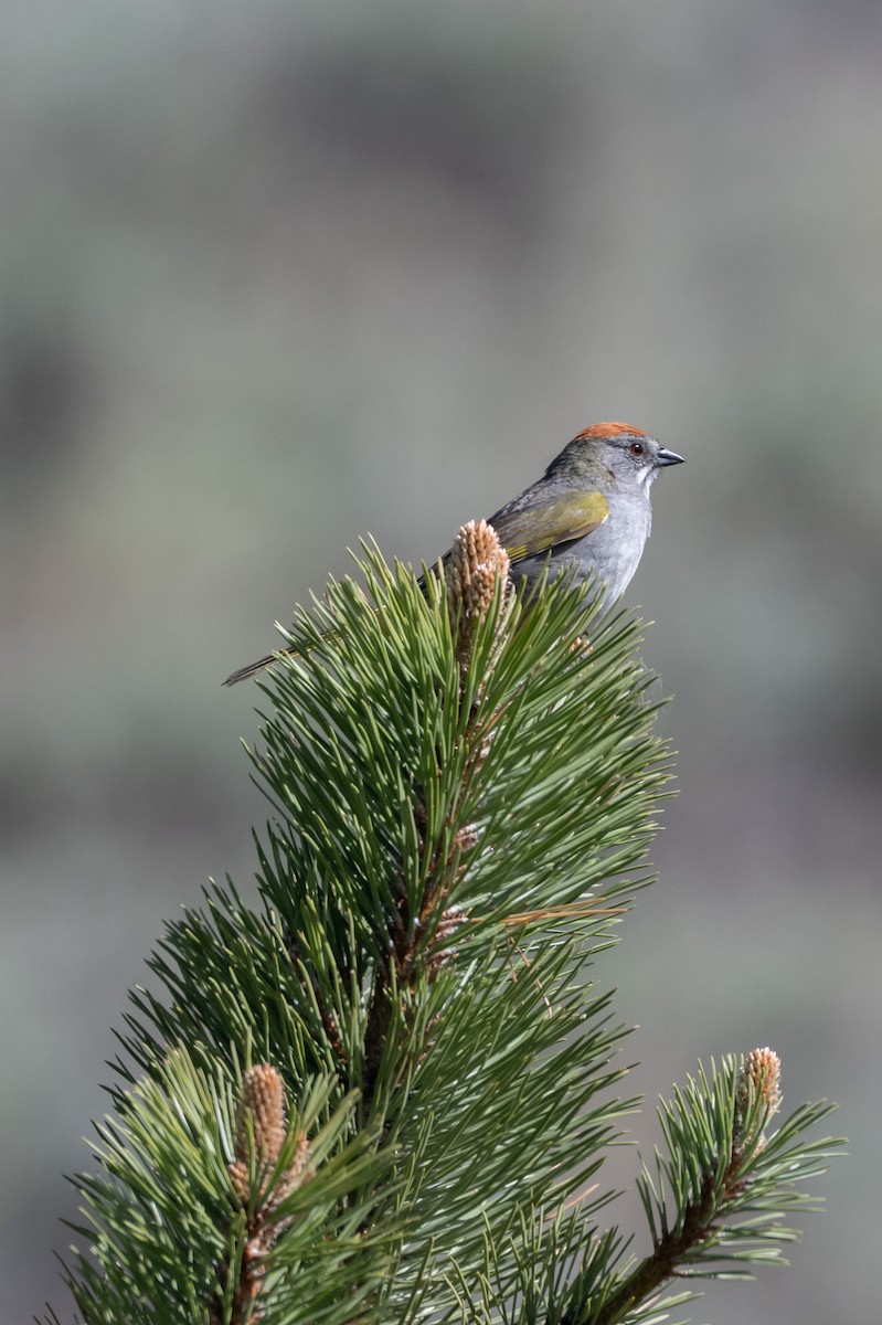 Green-tailed Towhee - ML659561872