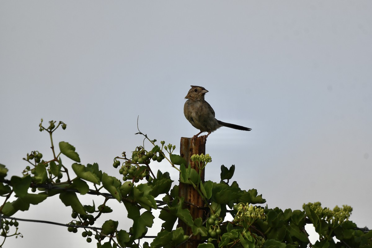Cassin's Sparrow - ML659561873