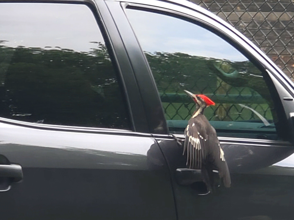 Pileated Woodpecker - ML659561874