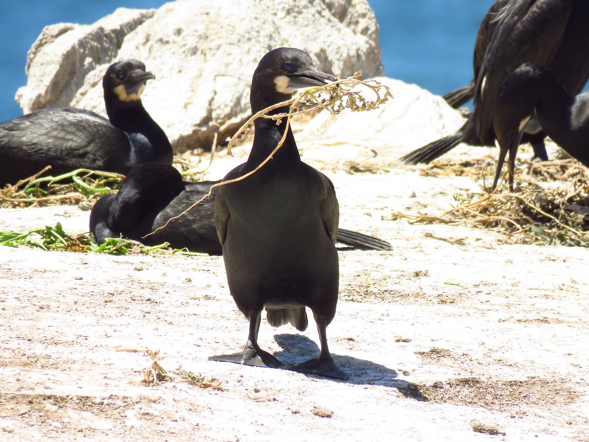 Brandt's Cormorant - ML659561882