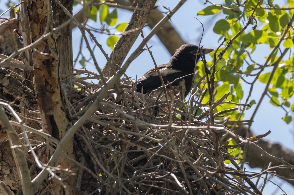 Black-billed Magpie - ML659561883
