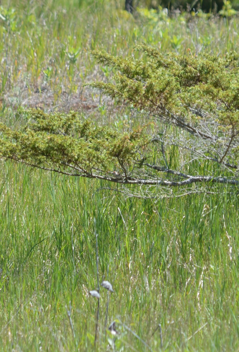Chipping Sparrow - ML659561885