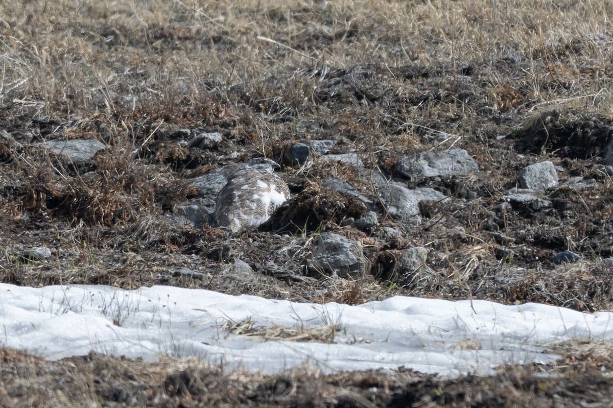 White-tailed Ptarmigan - ML659561890