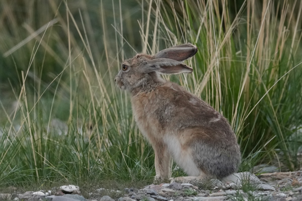 Woolly Hare - ML659562036