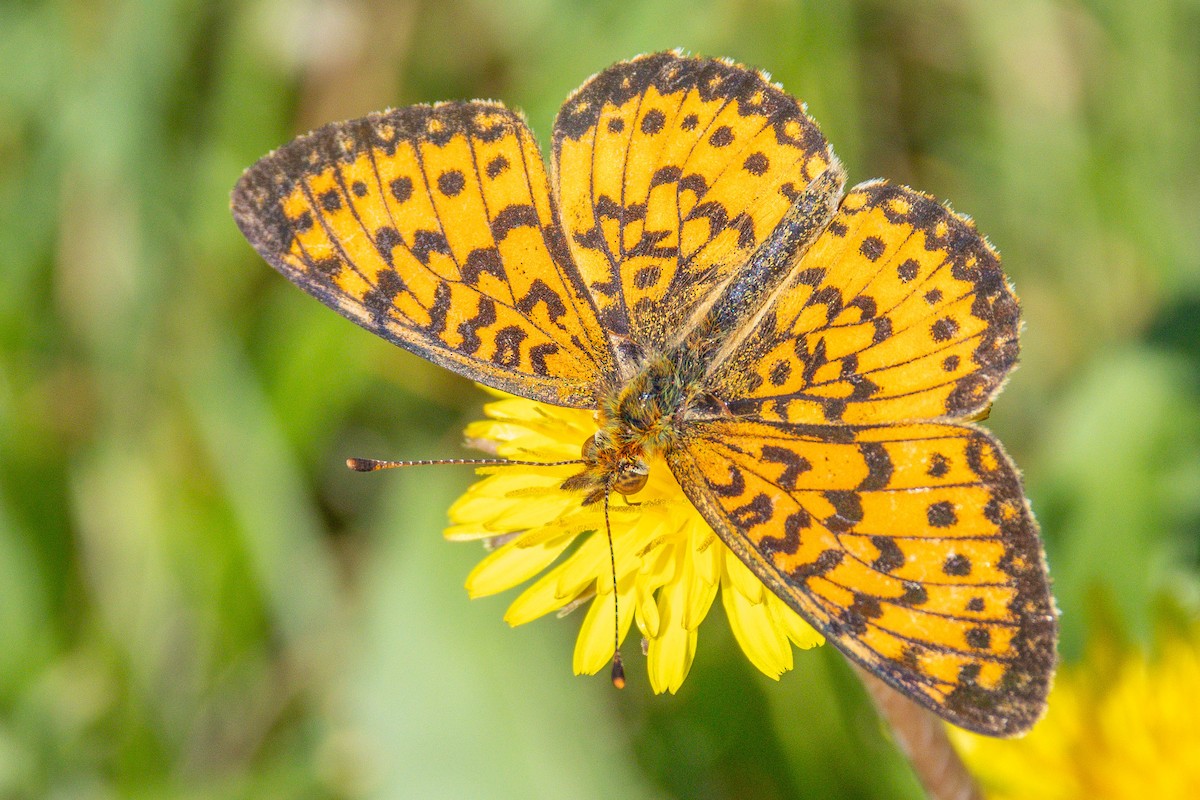 American Silver-bordered Fritillary - ML659562175