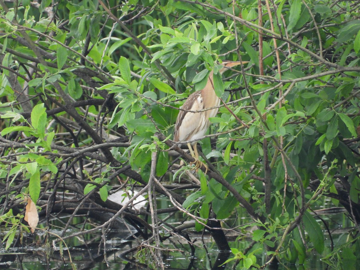 Little Bittern - ML659562269
