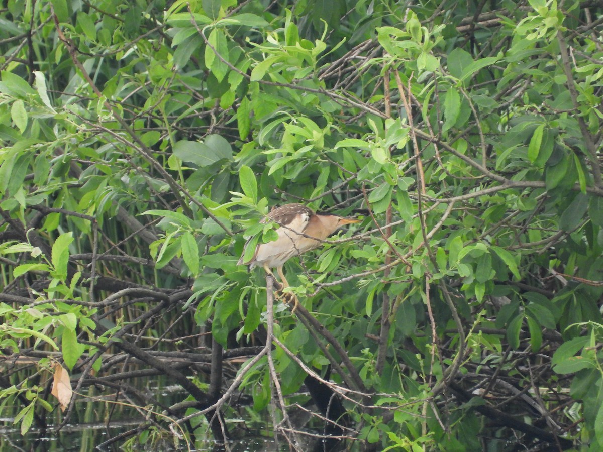 Little Bittern - ML659562270