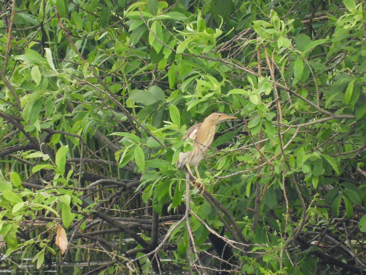 Little Bittern - ML659562271