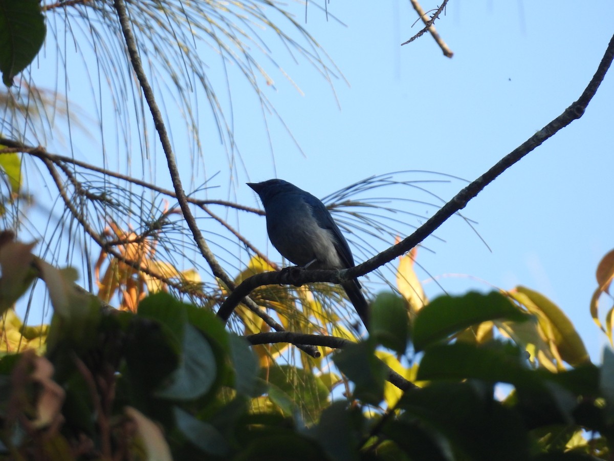 Indigo Flycatcher - ML659562279