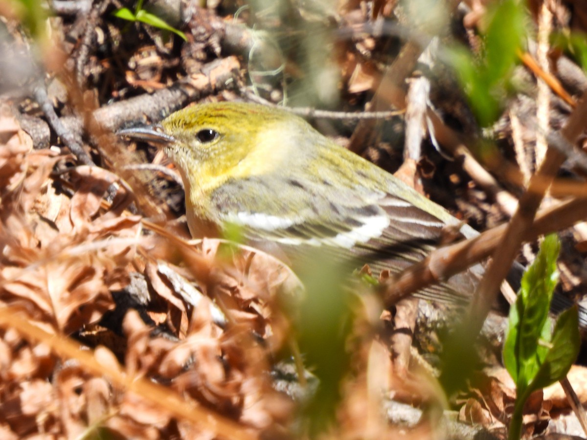 Bay-breasted Warbler - ML659562282