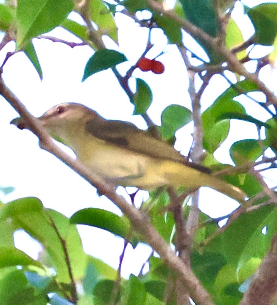 Yellow-green Vireo - ML659562283