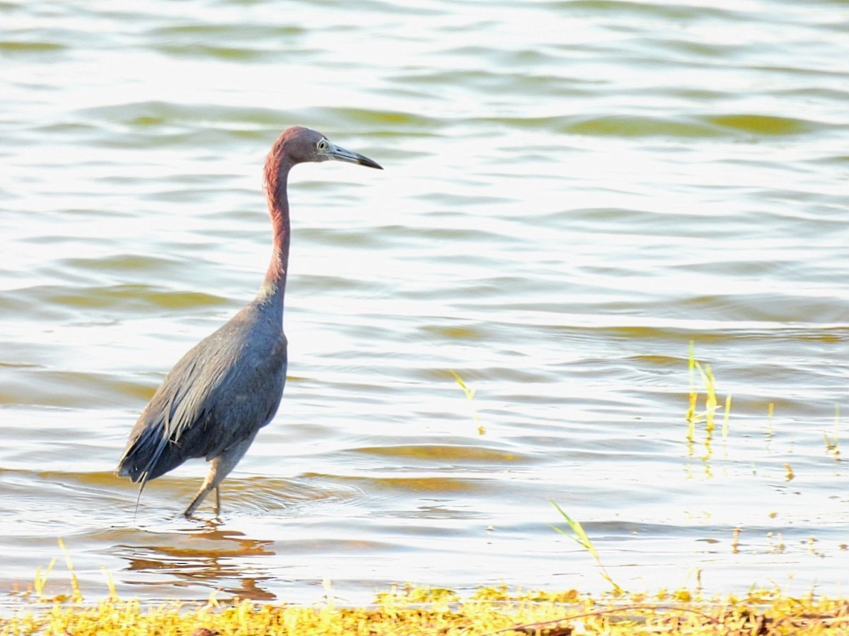 Little Blue Heron - ML659562285