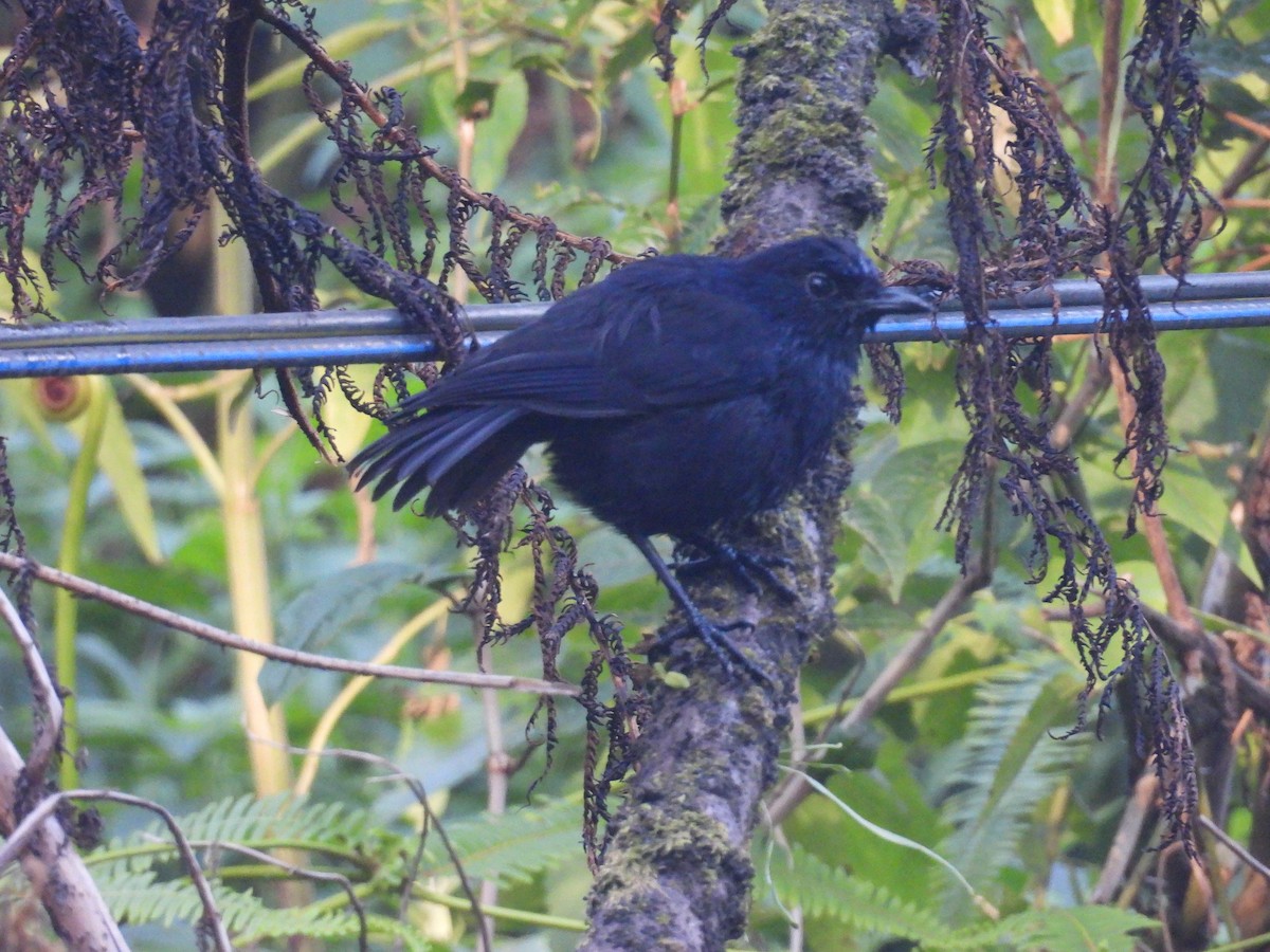 Javan Whistling-Thrush - ML659562287