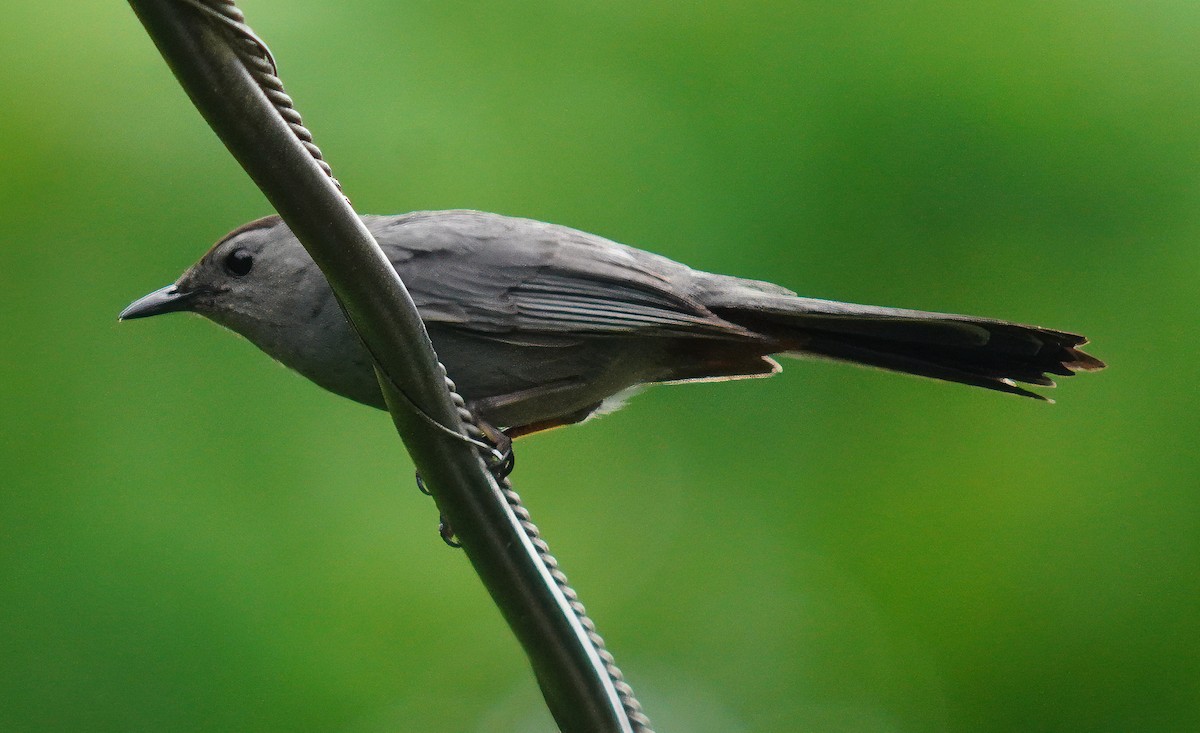 Gray Catbird - ML659562290
