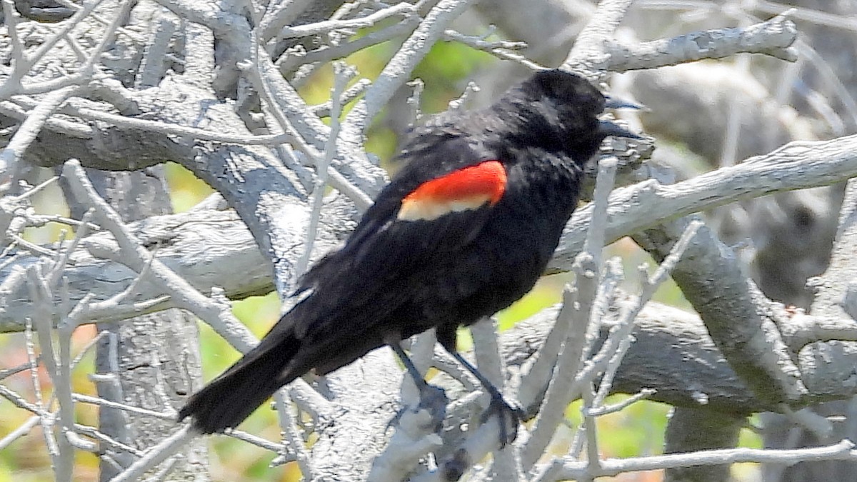 Red-winged Blackbird - ML659562291