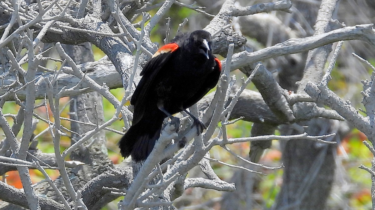Red-winged Blackbird - ML659562292