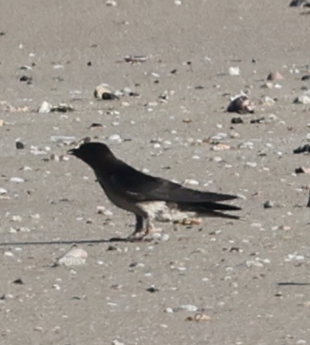 Gray-breasted Martin - ML659562296