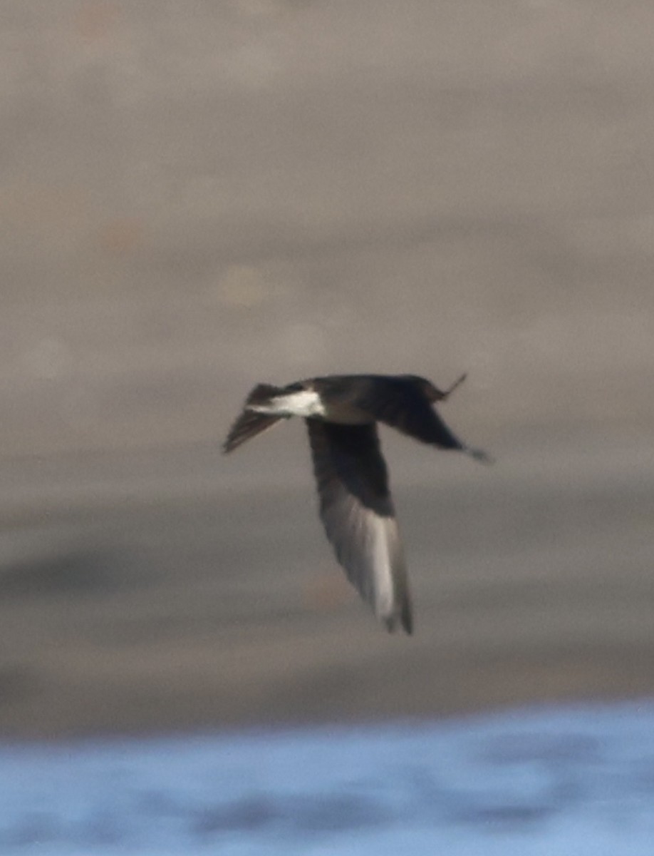 Gray-breasted Martin - ML659562298