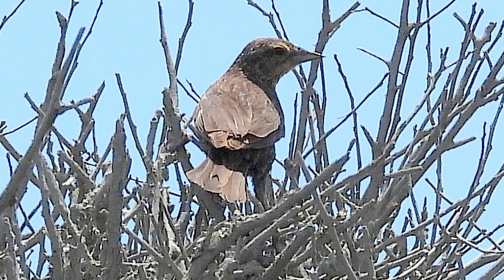 Brown-headed Cowbird - ML659562300