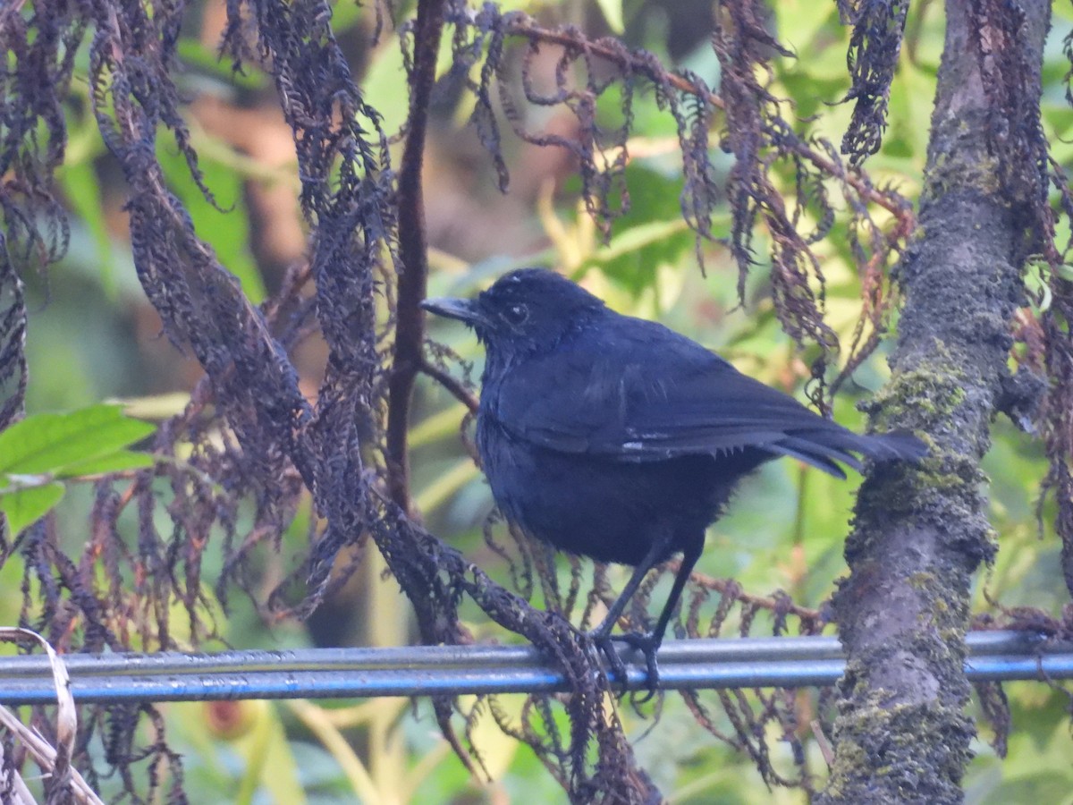 Javan Whistling-Thrush - ML659562302