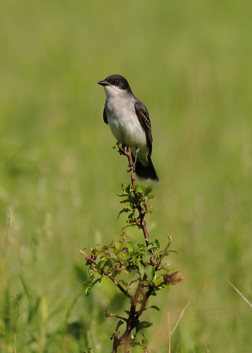 Eastern Kingbird - ML659562303