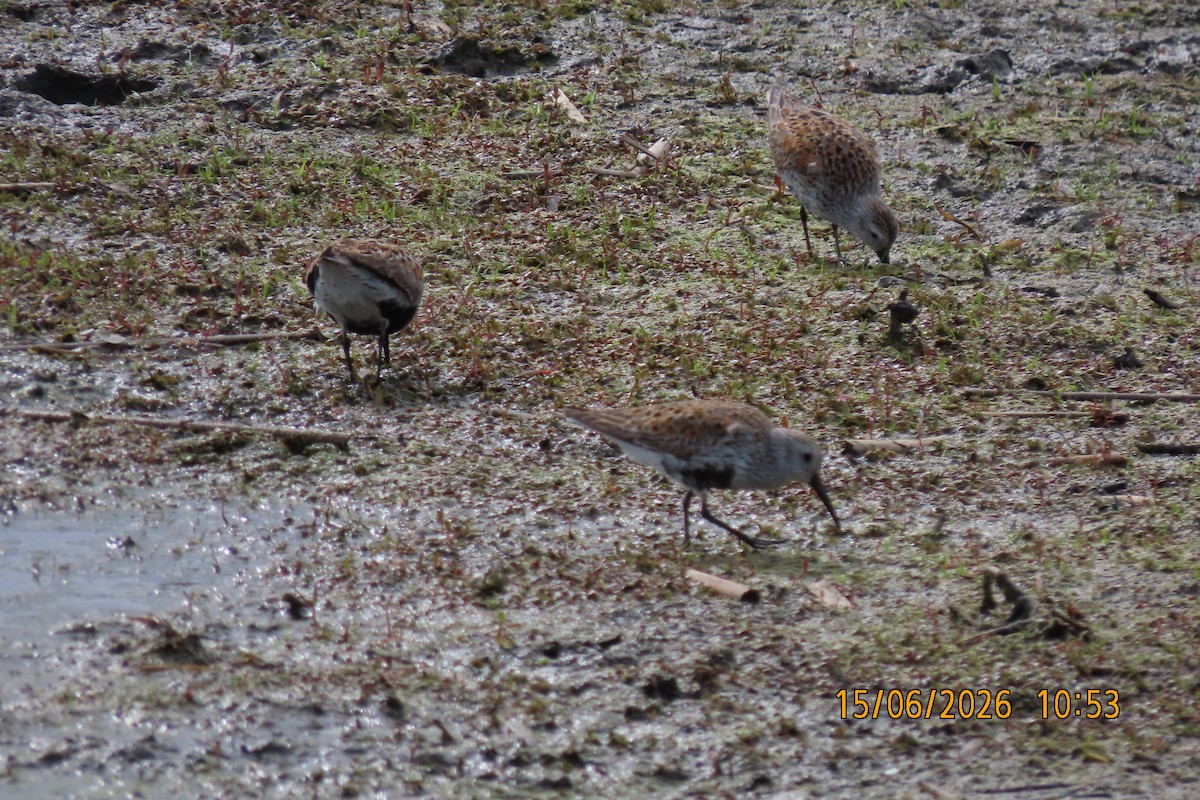 Black-necked Stilt - ML659562305
