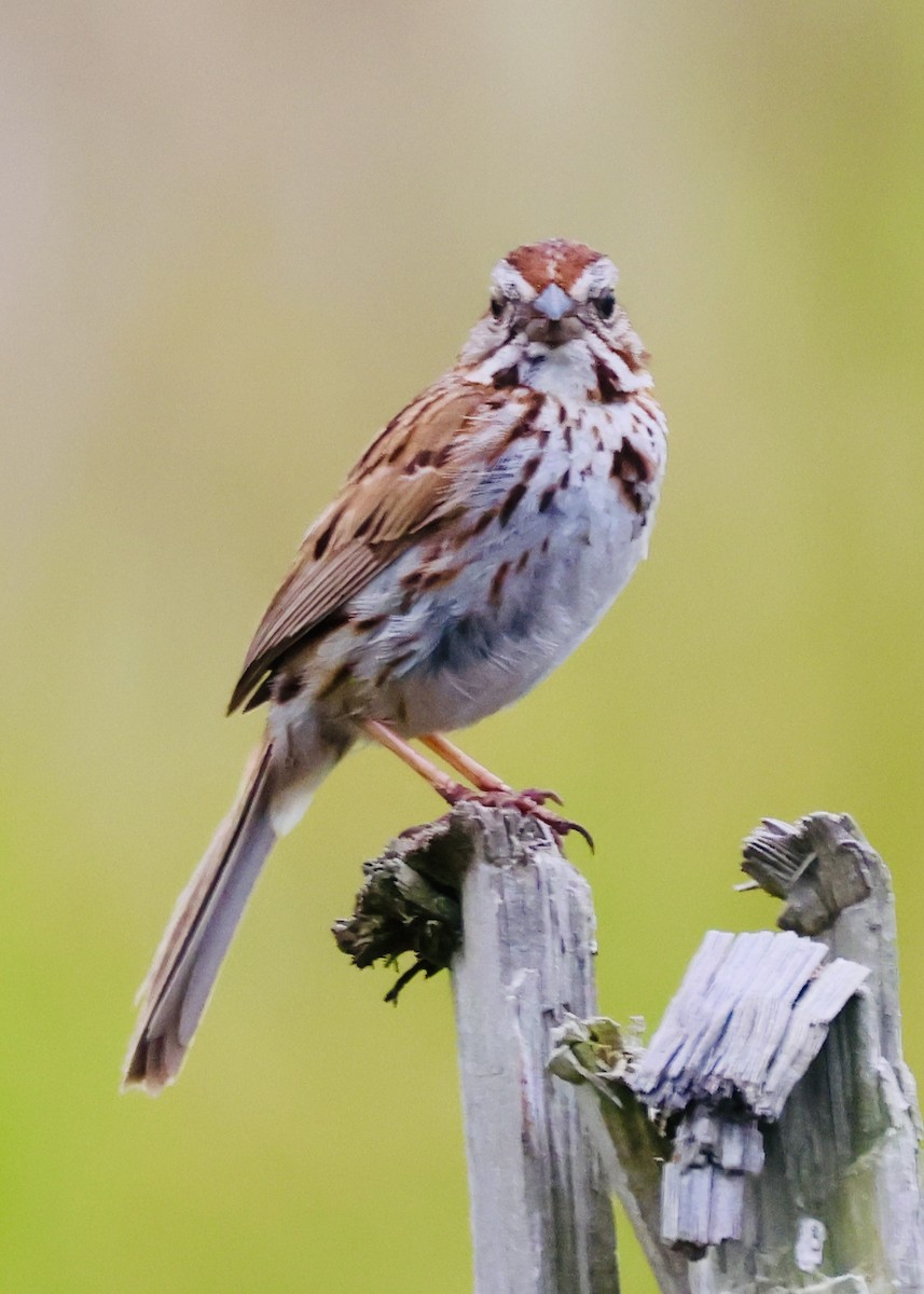 Song Sparrow - ML659562312