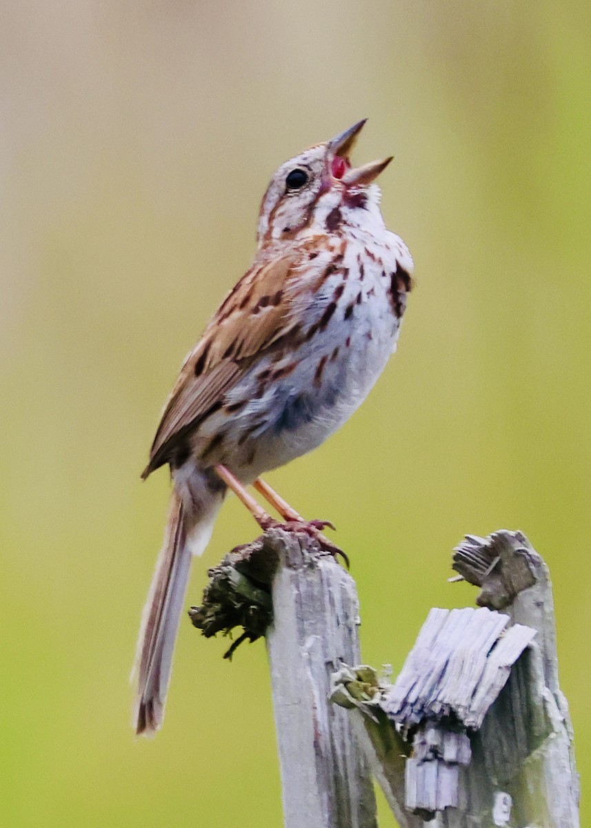 Song Sparrow - ML659562313