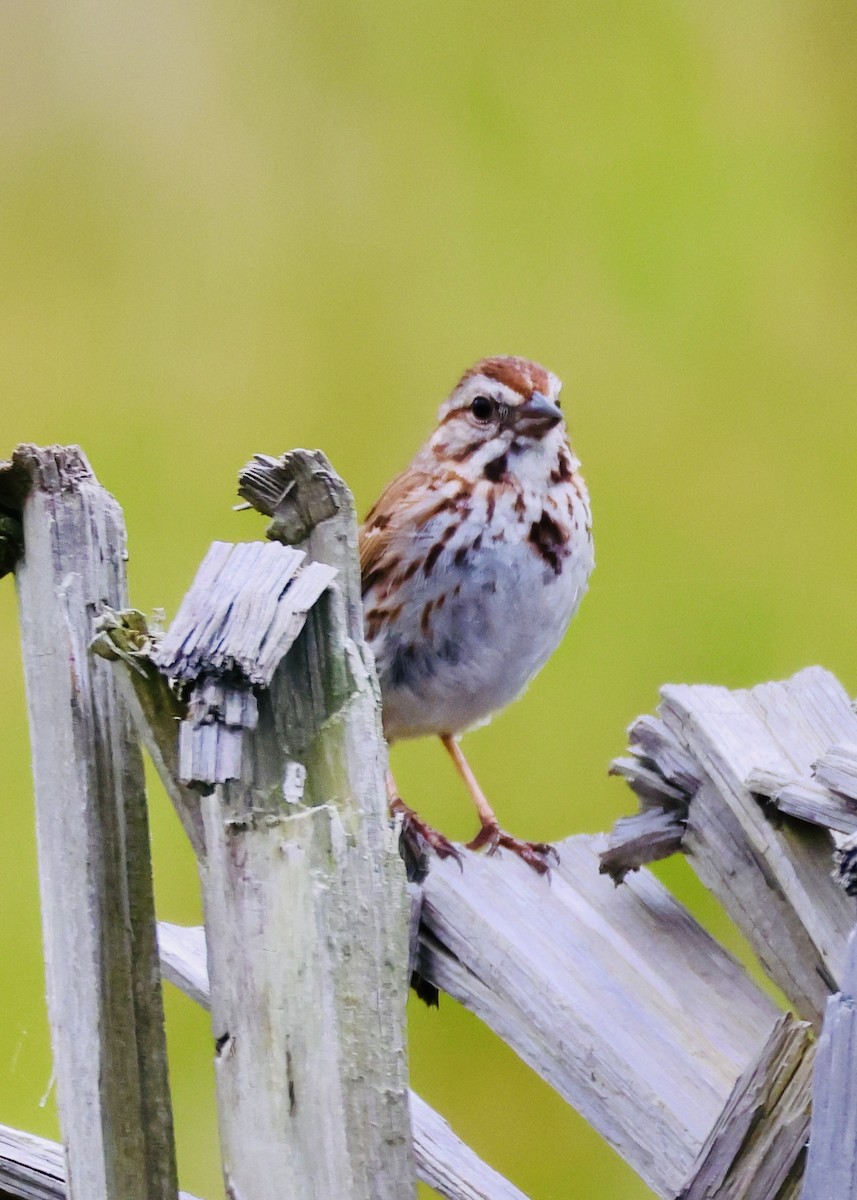 Song Sparrow - ML659562314