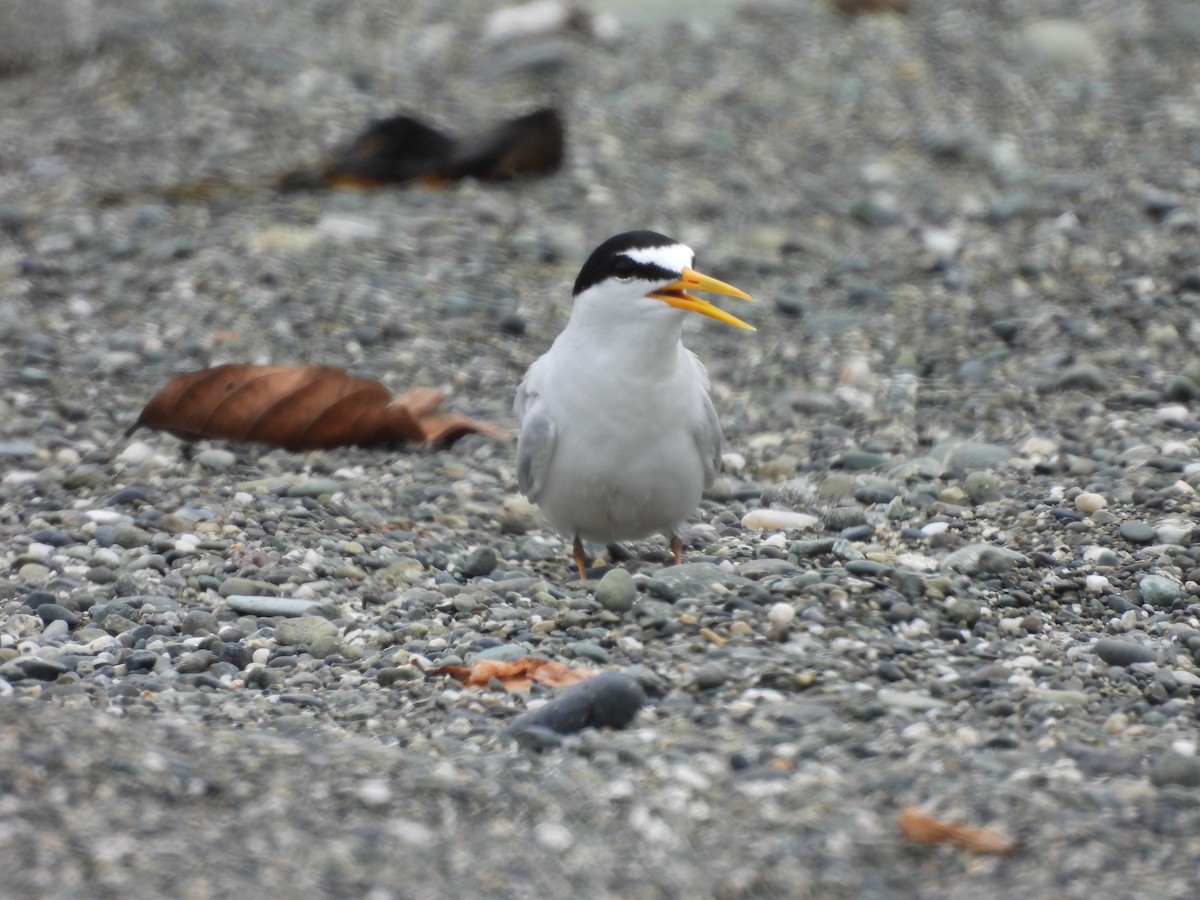 Least Tern - ML659562660