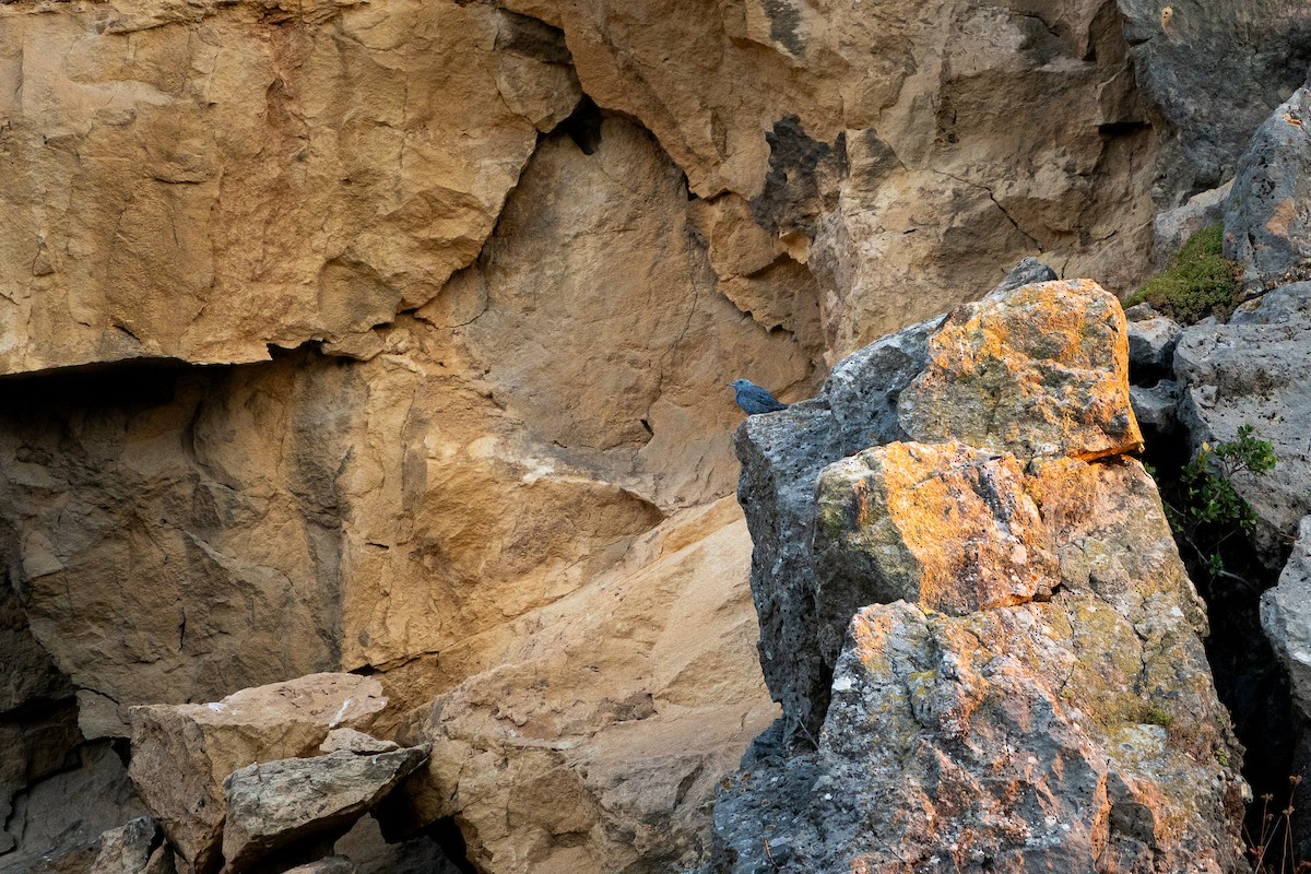 Blue Rock-Thrush - ML659562732