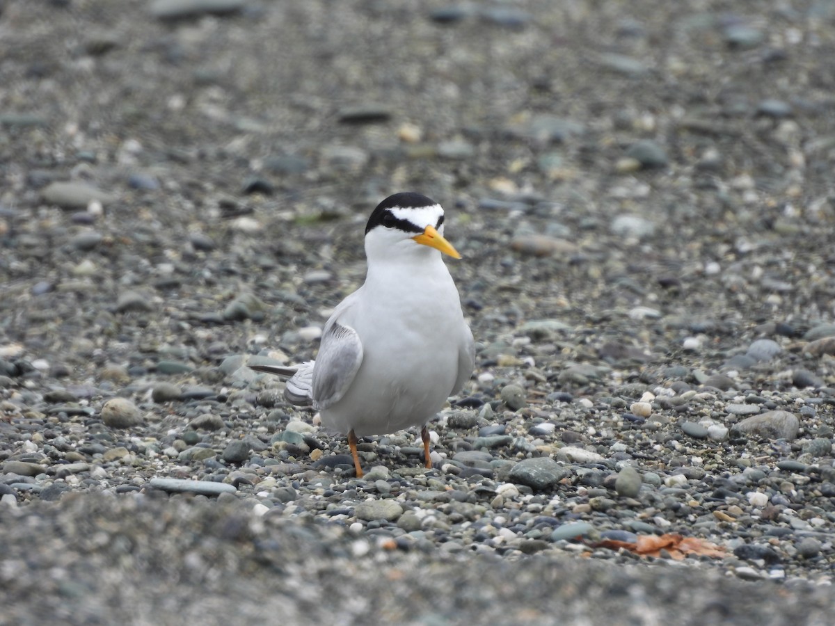Least Tern - ML659562760