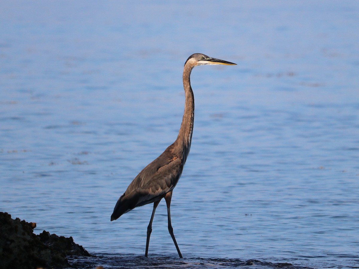 Great Blue Heron - ML659563567