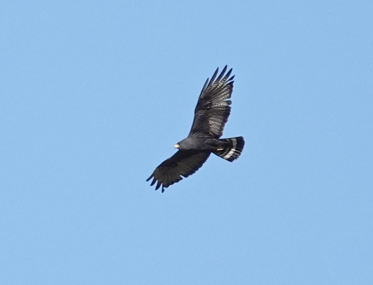Zone-tailed Hawk - ML659563571